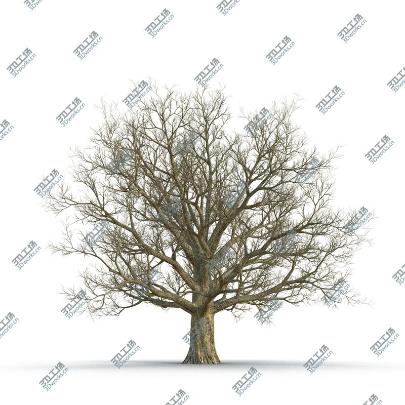images/goods_img/2021040161/Red Oak Old Tree Winter/3.jpg